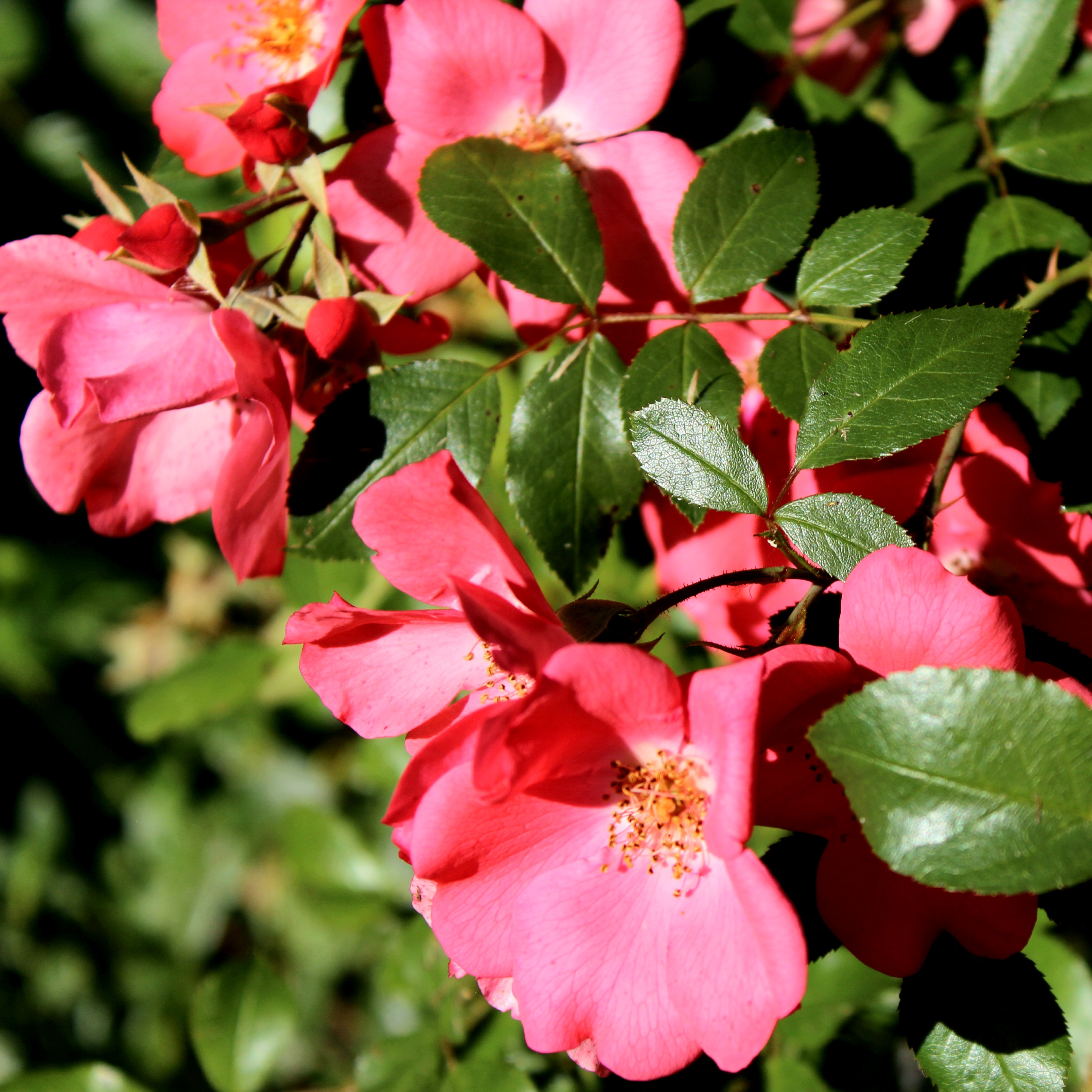 Fleur